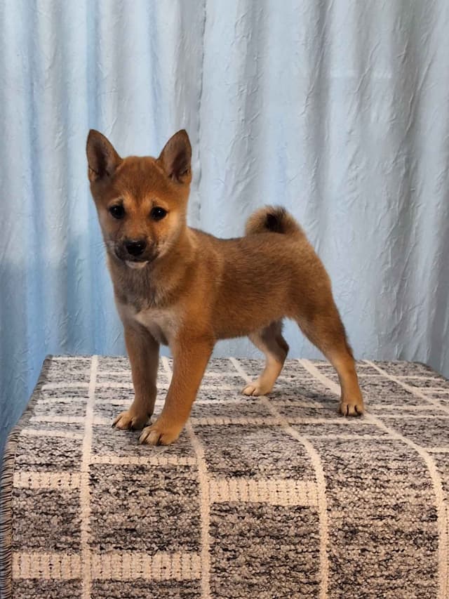 Shiba Inu Puppies media 6