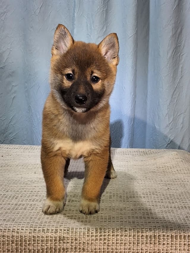 Shiba Inu Puppies media 7