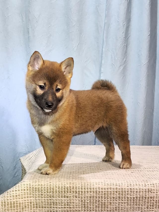 Shiba Inu Puppies media 8