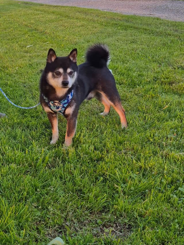 Shiba Inu Puppies media 9