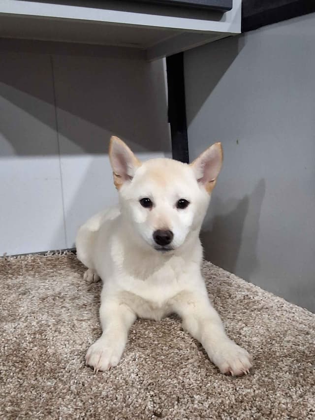 Shiba Inu Puppies media 2
