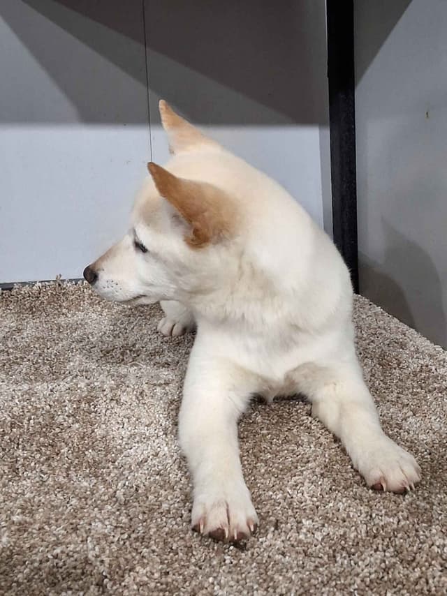 Shiba Inu Puppies media 3