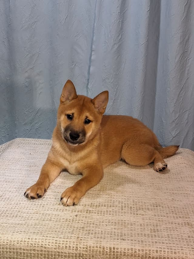 Shiba Inu Puppies media 4