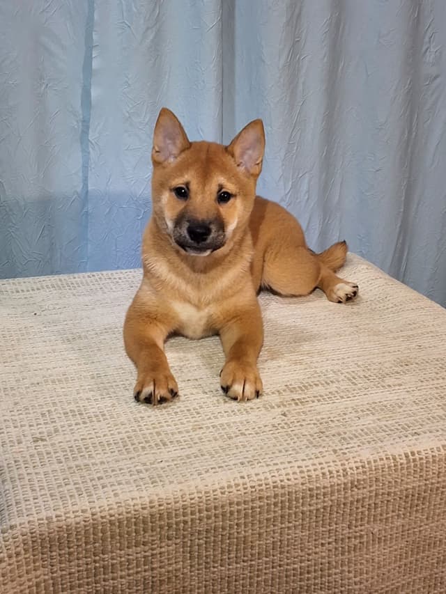 Shiba Inu Puppies media 5