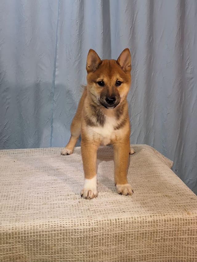 Shiba Inu Puppies media 6