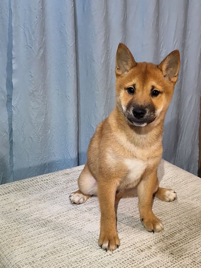 Shiba Inu Puppies media 7