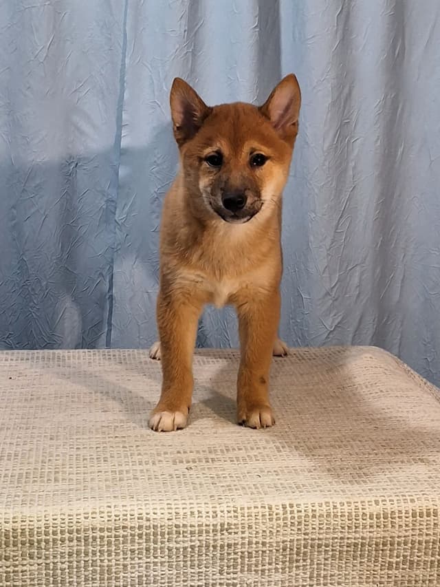 Shiba Inu Puppies media 8