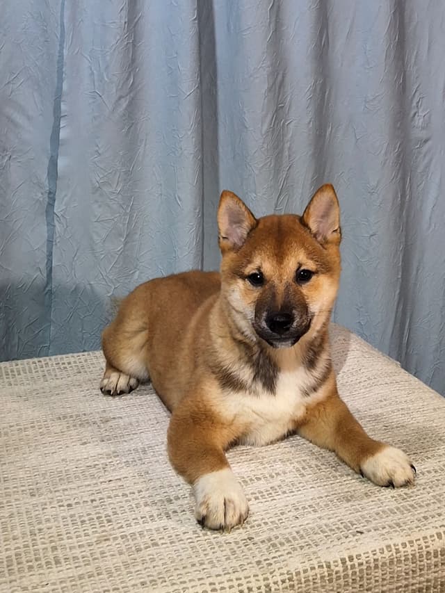 Shiba Inu Puppies media 9