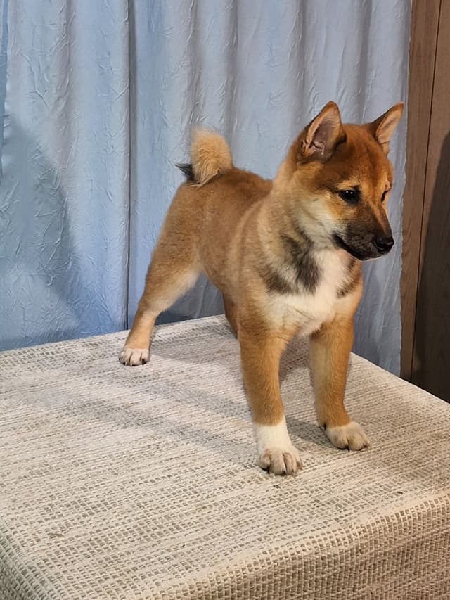 Shiba Inu Puppies media 10