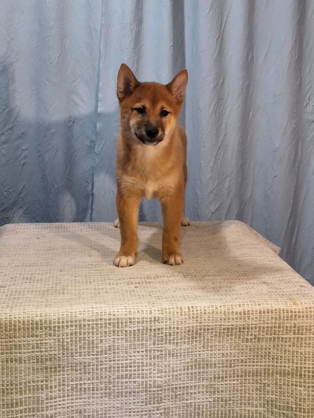 Shiba Inu Puppies media 11