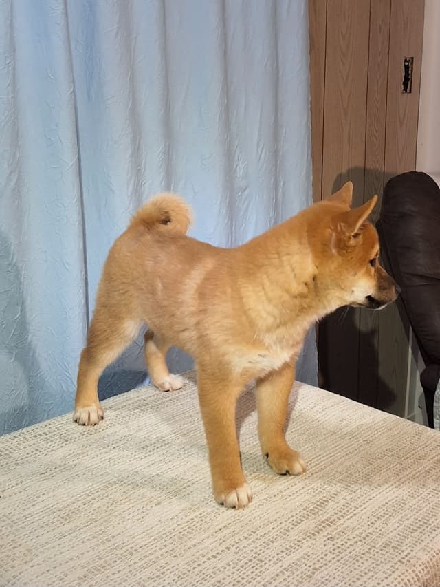 Shiba Inu Puppies media 12
