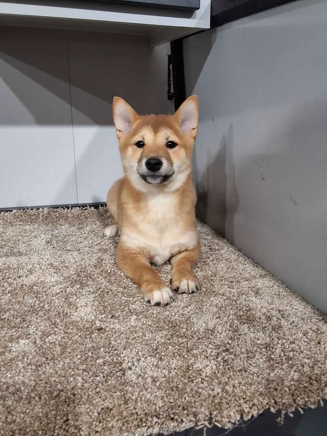 Shiba Inu Puppies media 13