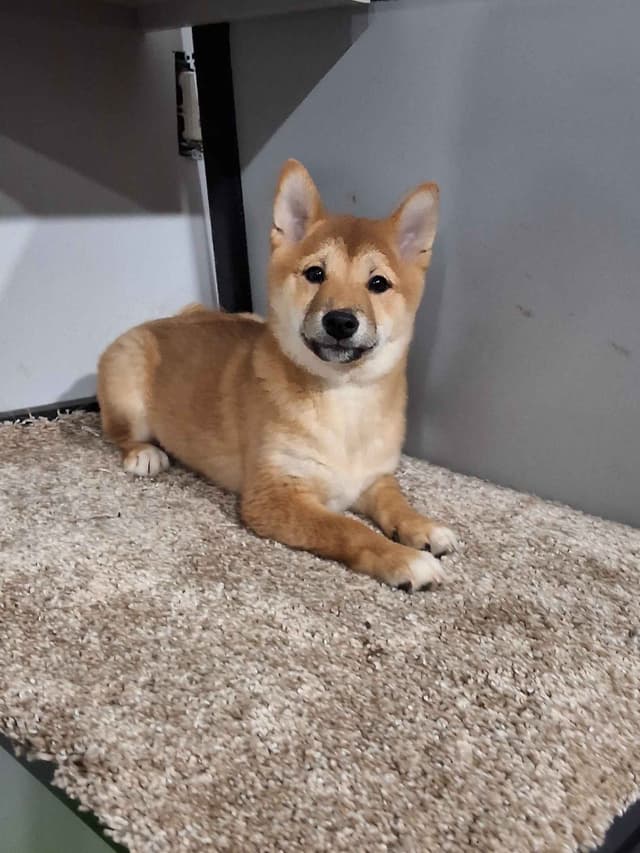 Shiba Inu Puppies media 14