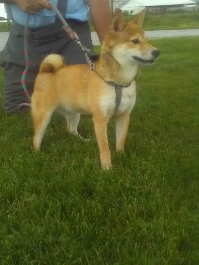 Shiba Inu Puppies media 15