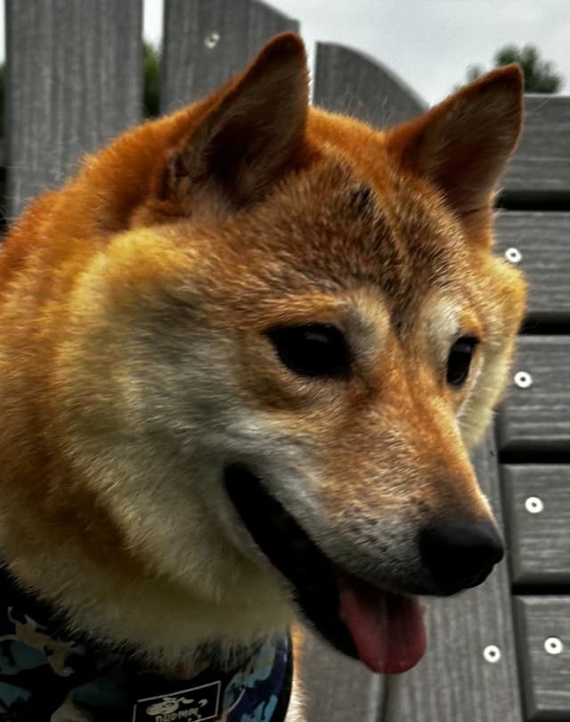 Shiba Inu Puppies media 16