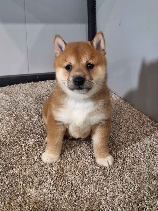 Shiba Inu Puppies media 3