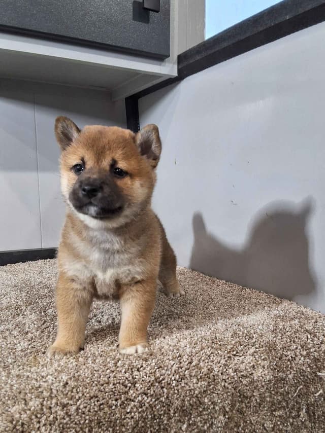 Shiba Inu Puppies media 4
