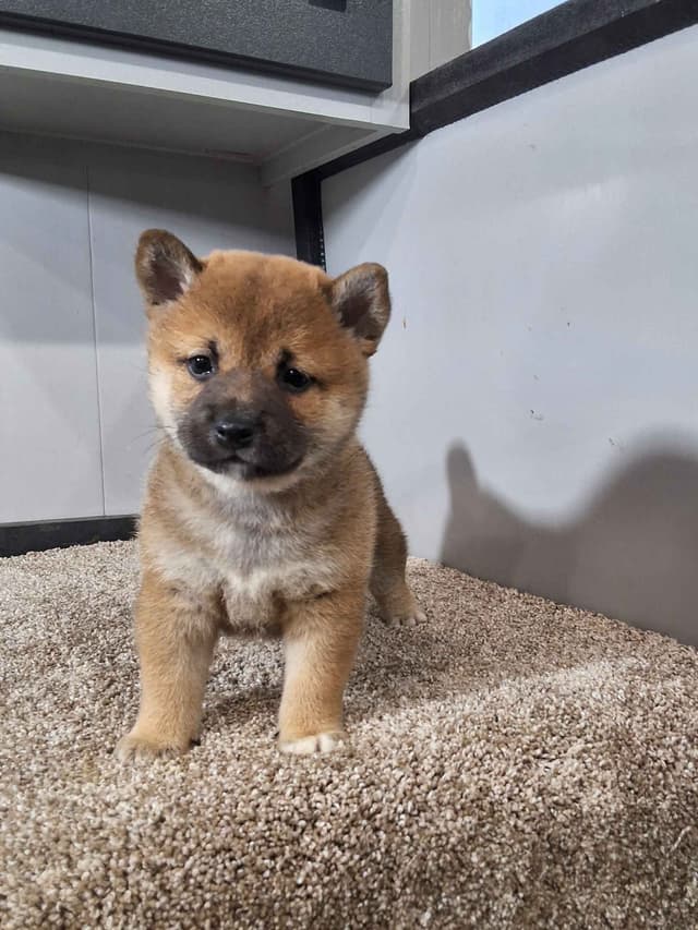 Shiba Inu Puppies media 5