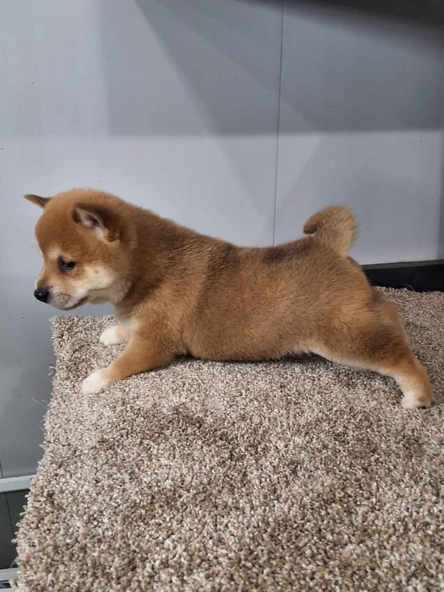 Shiba Inu Puppies media 7