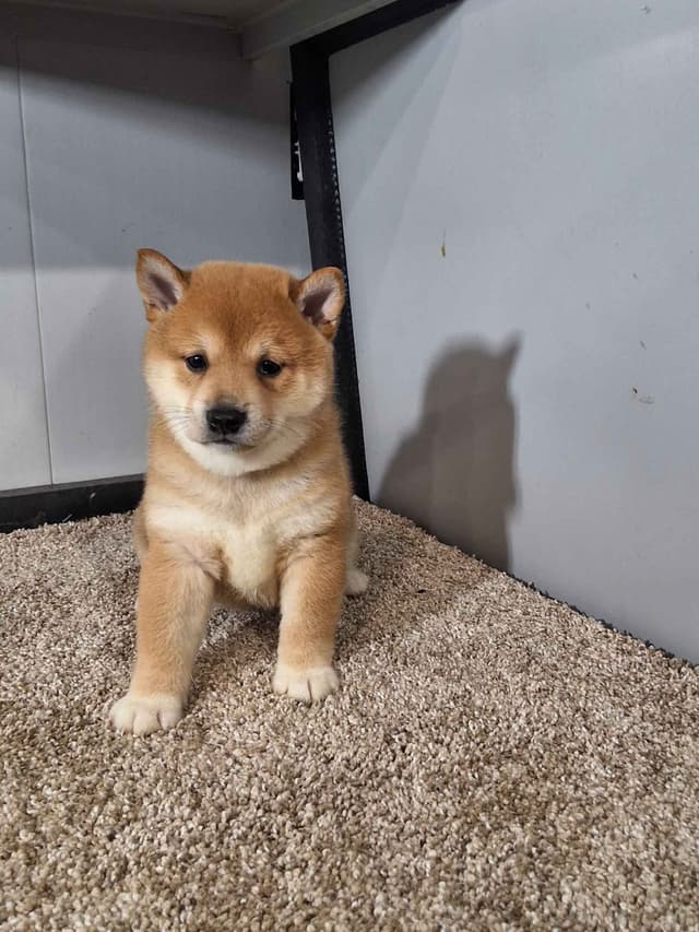 Shiba Inu Puppies media 8