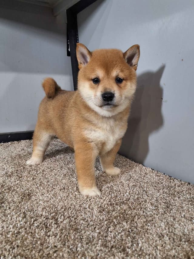 Shiba Inu Puppies media 9