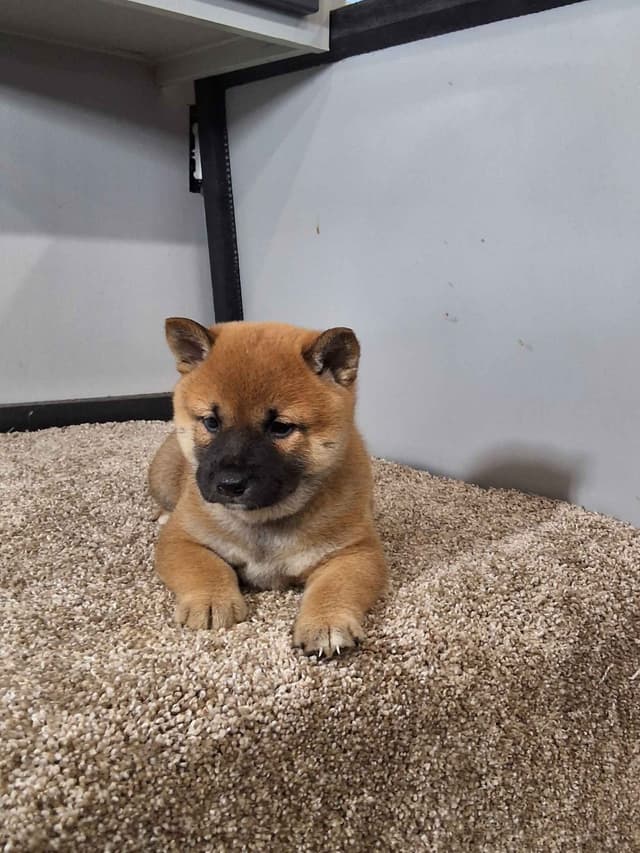 Shiba Inu Puppies media 11
