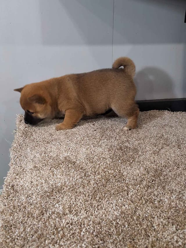 Shiba Inu Puppies media 12