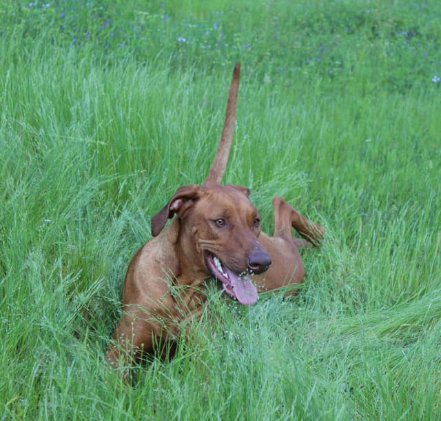Rhodesian Ridgeback Puppies media 2
