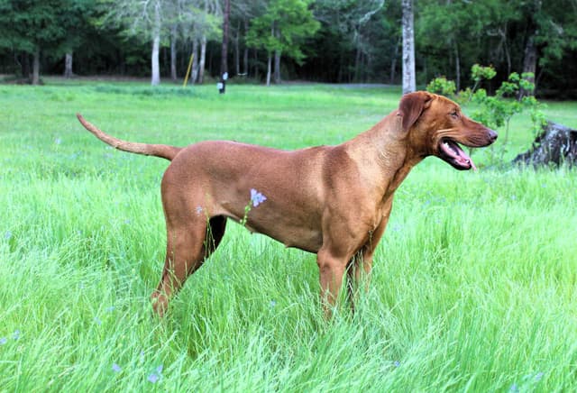 Rhodesian Ridgeback Puppies media 3