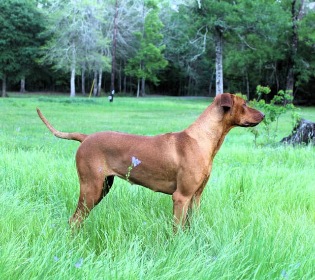 Rhodesian Ridgeback Puppies media 4