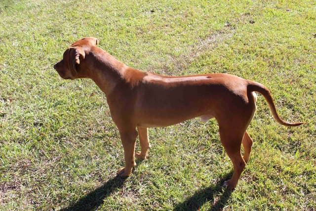 Rhodesian Ridgeback Puppies media 5