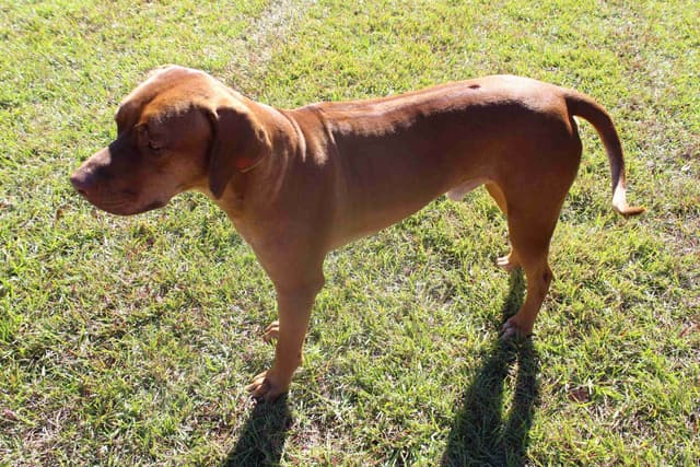 Rhodesian Ridgeback Puppies media 6