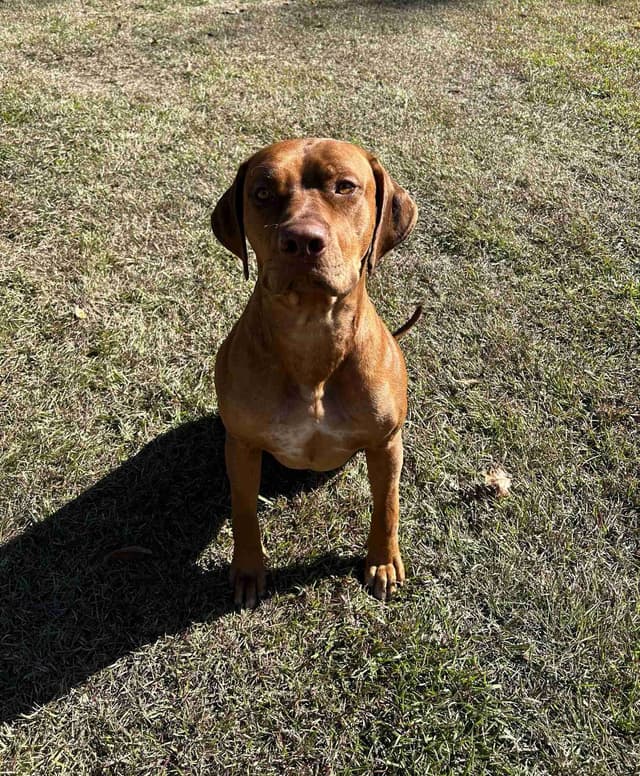 Rhodesian Ridgeback Puppies media 7