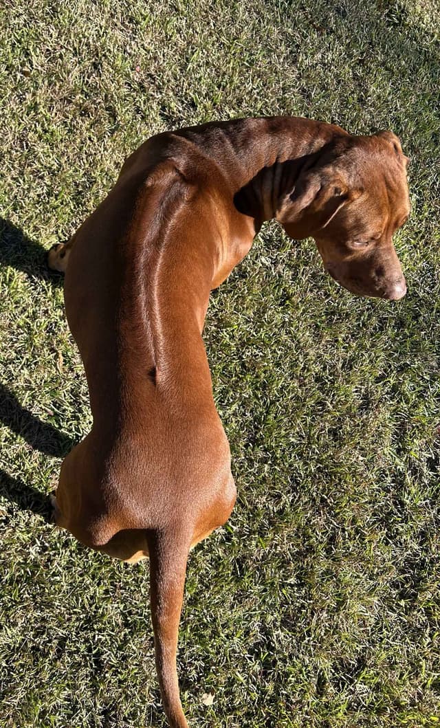 Rhodesian Ridgeback Puppies media 8