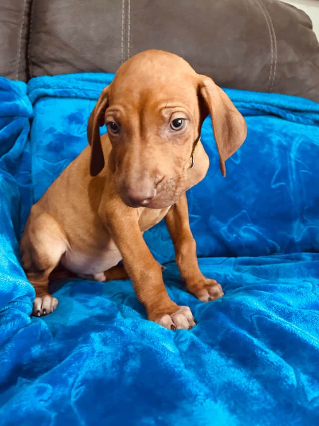 Rhodesian Ridgeback Puppies media 9