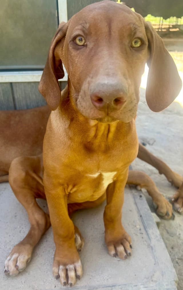 Rhodesian Ridgeback Puppies media 10