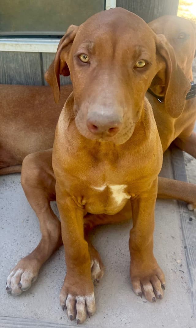 Rhodesian Ridgeback Puppies media 11