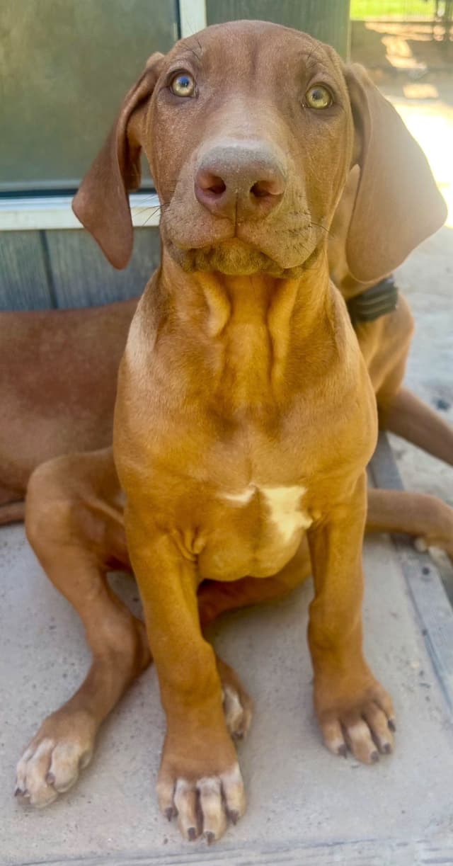Rhodesian Ridgeback Puppies media 12