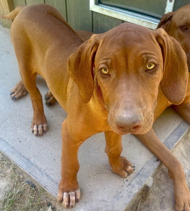 Rhodesian Ridgeback Puppies media 13