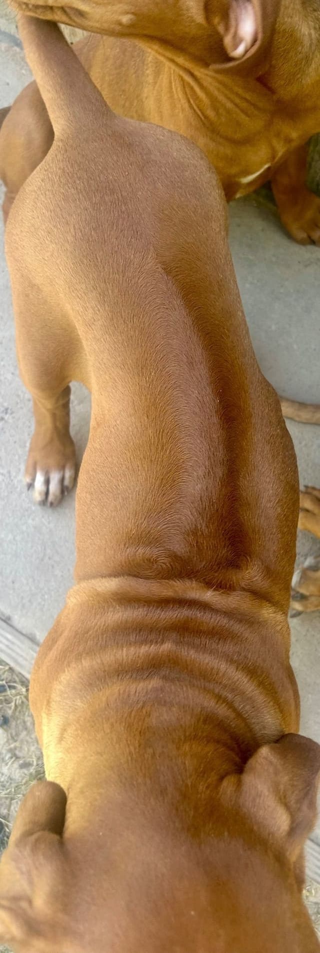 Rhodesian Ridgeback Puppies media 14
