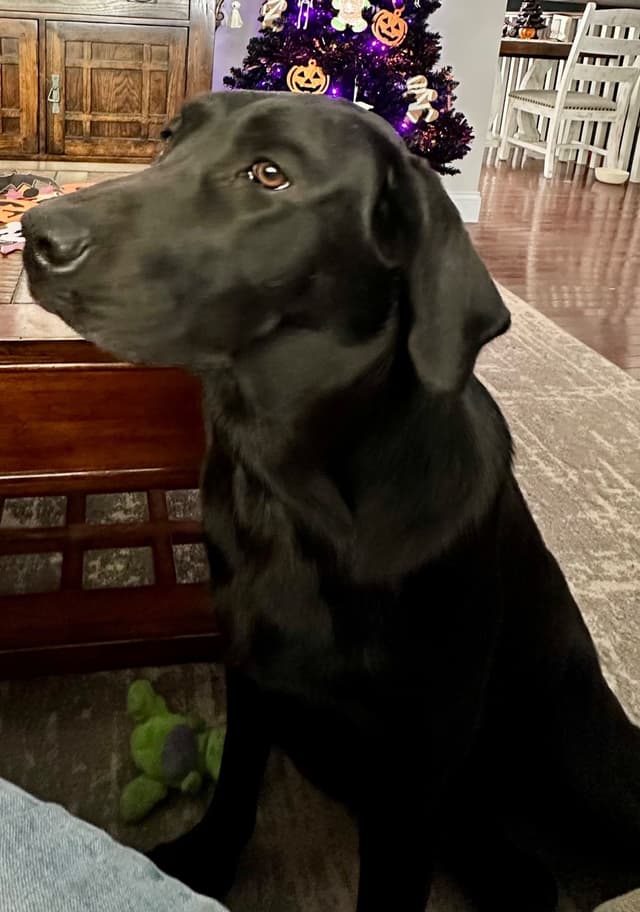 Labrador Retriever Puppies media 2