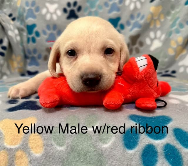 Labrador Retriever Puppies media 4