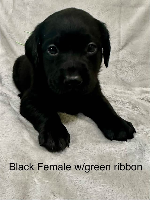 Labrador Retriever Puppies media 6