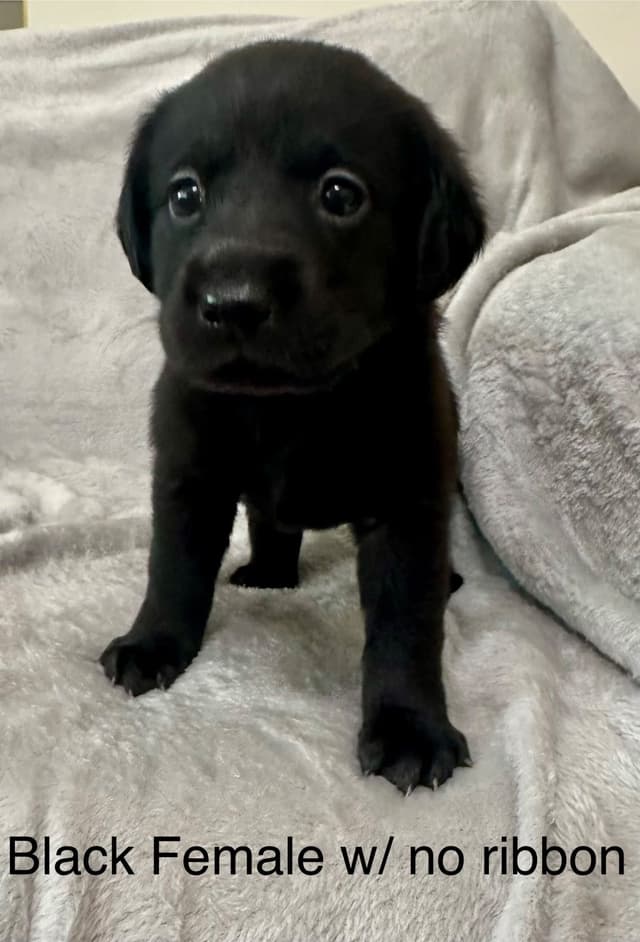 Labrador Retriever Puppies media 7
