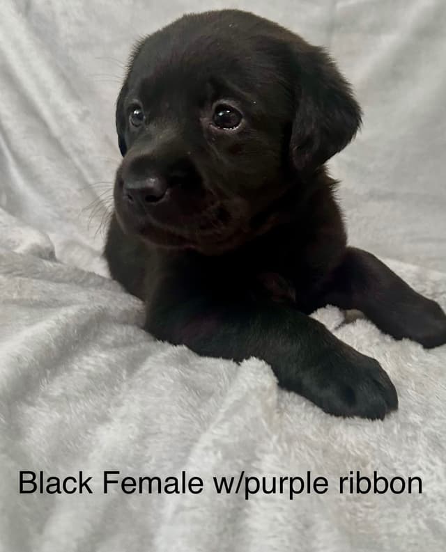 Labrador Retriever Puppies media 8