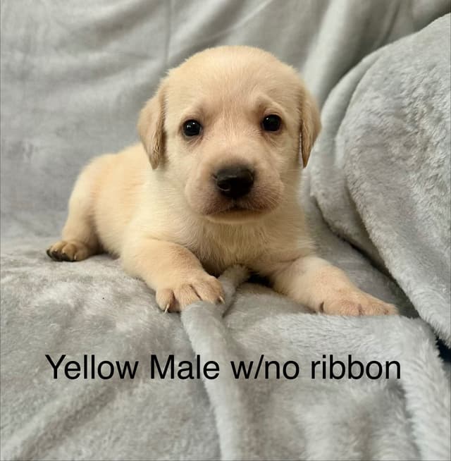 Labrador Retriever Puppies media 9