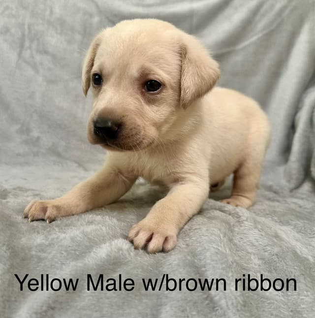 Labrador Retriever Puppies media 10