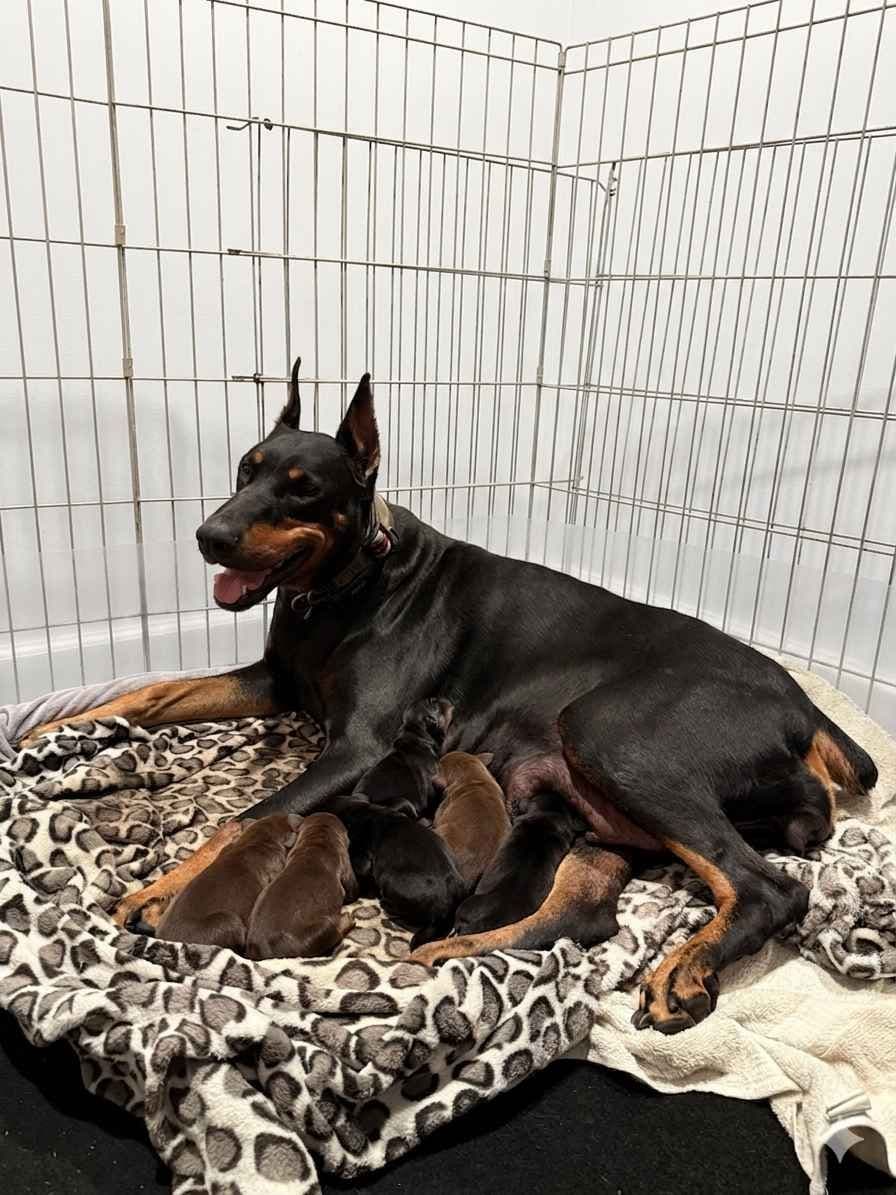 Doberman Pinscher Puppies breeder image 5