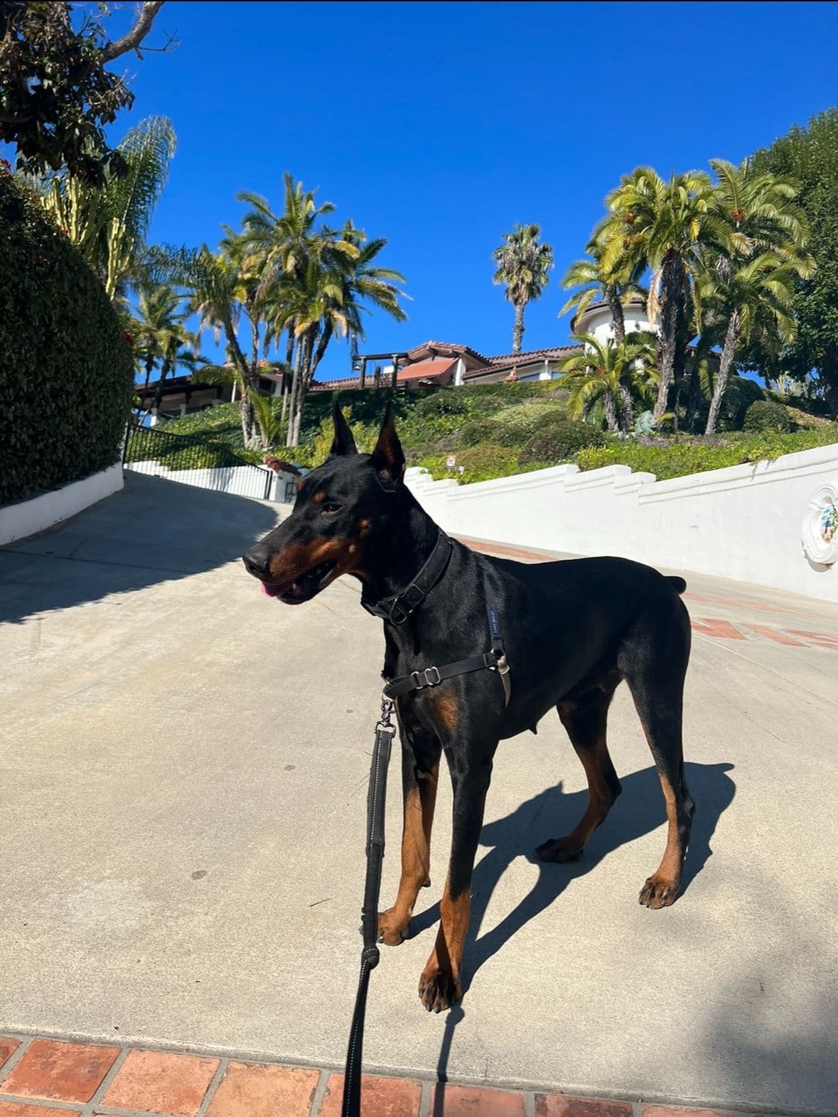 Doberman Pinscher Puppies breeder image 8
