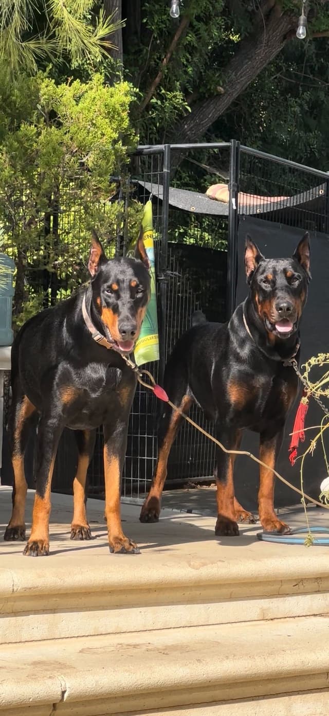 Doberman Pinscher Puppies media 2